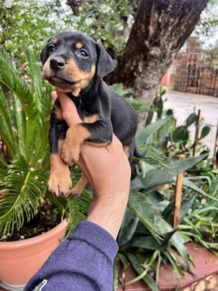 Cuccioli di Pinscher Tedesco