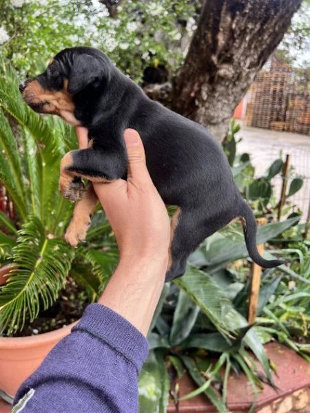 Cuccioli di Pinscher Tedesco | Foto 2