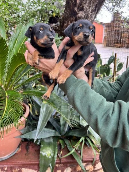 Cuccioli di Pinscher Tedesco | Foto 1