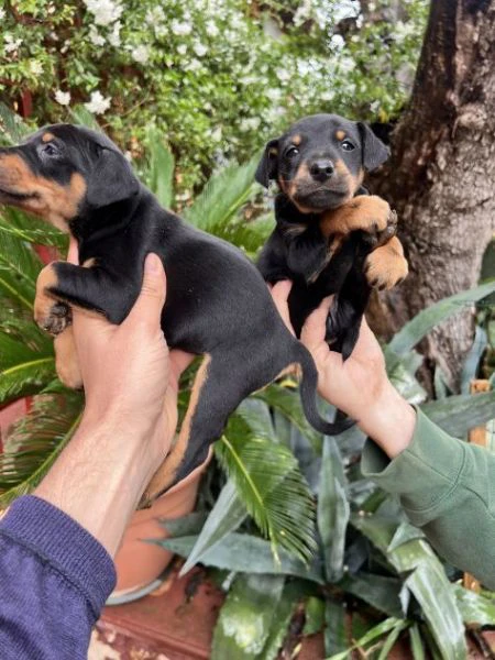 Cuccioli di Pinscher Tedesco | Foto 0