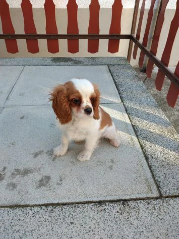 Cavalier King Charles Spaniel cuccioli