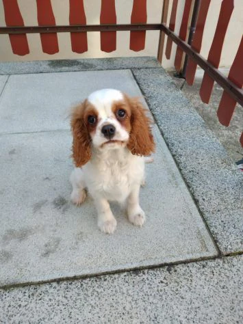 Cavalier King Charles Spaniel cuccioli | Foto 1