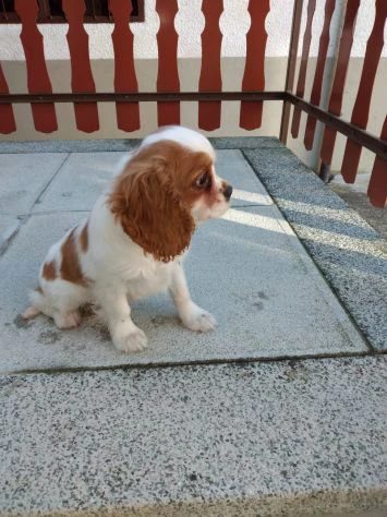 Cavalier King Charles Spaniel cuccioli | Foto 0