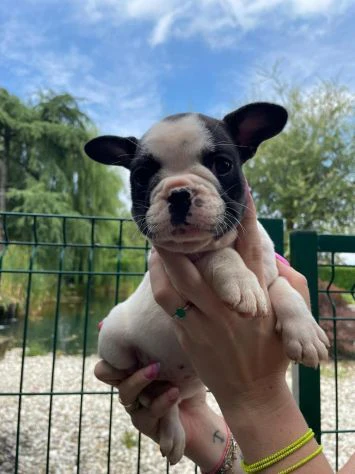 Disponibili cuccioli di bulldog francese