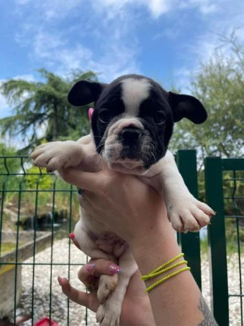 Disponibili cuccioli di bulldog francese | Foto 2