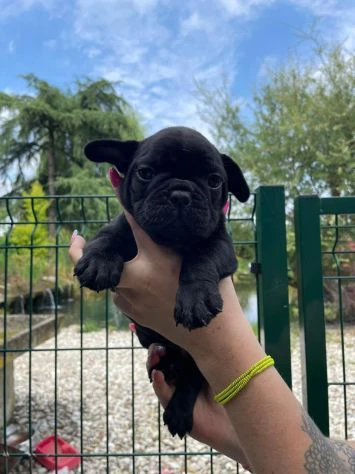 Disponibili cuccioli di bulldog francese | Foto 1