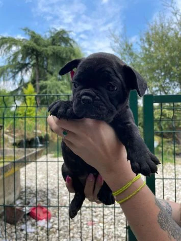 Disponibili cuccioli di bulldog francese | Foto 0