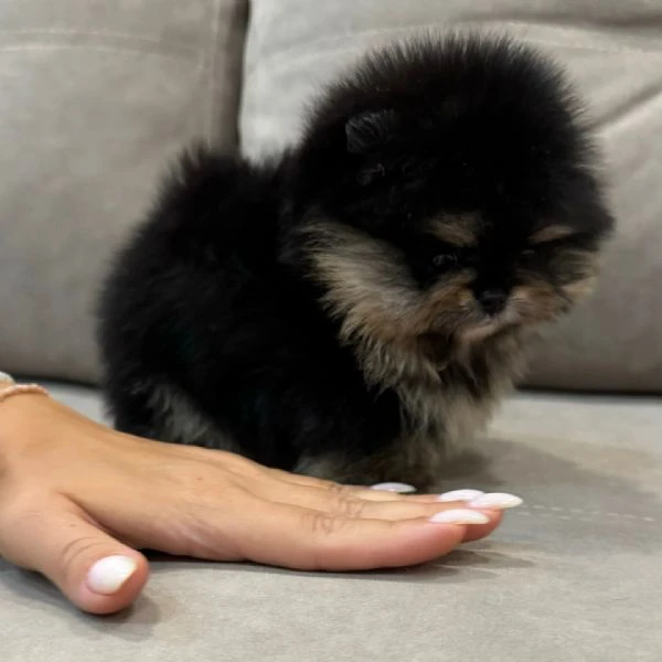 Bellissimi cuccioli di Pomerania | Foto 2