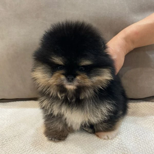 Bellissimi cuccioli di Pomerania | Foto 0