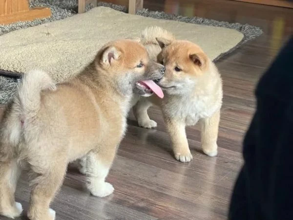 Cuccioli Shibainu con pedigree