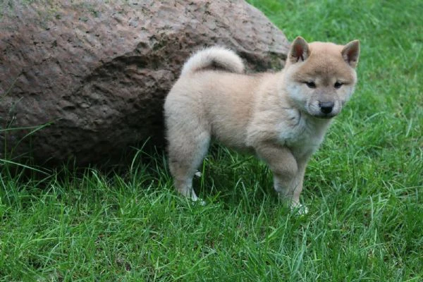 Cuccioli Shibainu con pedigree | Foto 0