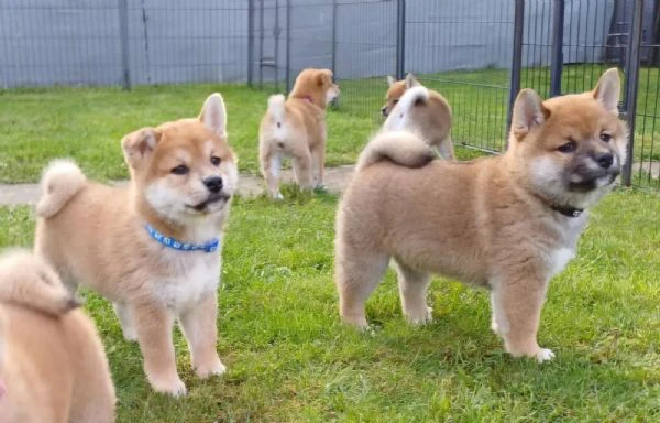 Super cuccioli di Shiba inu con pedigree ENCI FSA