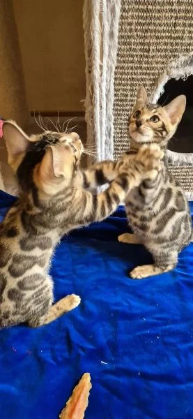 Splendida gattina bengala Brown spotted tabby