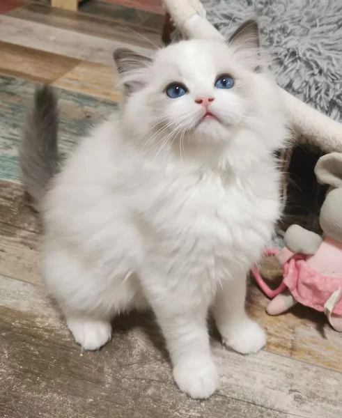 Gattino RAGDOLL Pedigree Altissima Genealogia