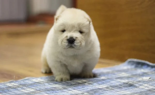 Cuccioli di chow chow di razza pura e amorevoli adozione gratuita