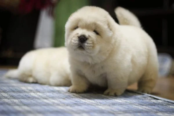 Cuccioli di chow chow di razza pura e amorevoli cercano nuove case | Foto 1