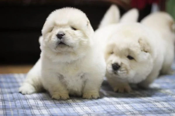 Cuccioli di chow chow di razza pura e amorevoli cercano nuove case | Foto 0