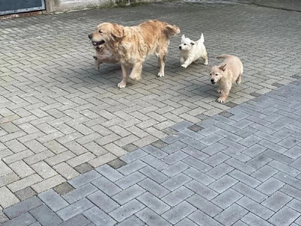 Adorabili cuccioli di Golden Retriever da adottare | Foto 0