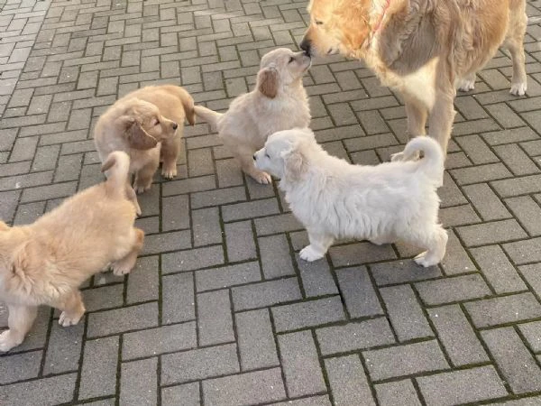 Adorabili cuccioli di Golden Retriever da adottare