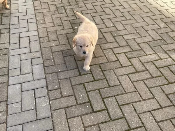 Disponibili splendidi cuccioli di Golden Retriever con pedigree | Foto 2