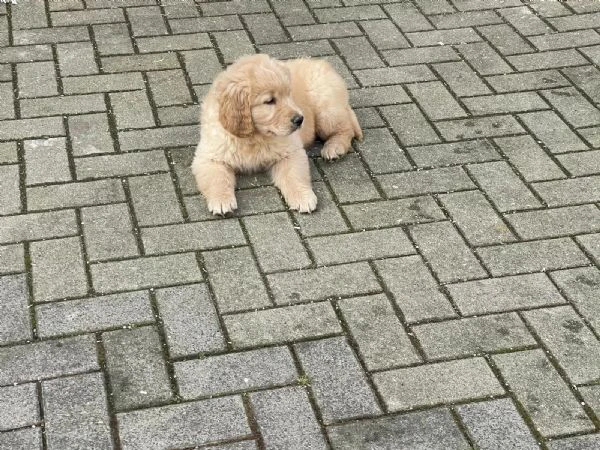 Disponibili splendidi cuccioli di Golden Retriever con pedigree | Foto 0