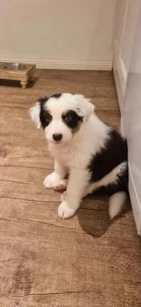 Australian shepherd con pedigree enci