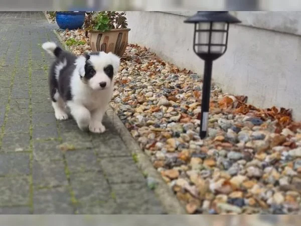 Australian shepherd con pedigree enci | Foto 2