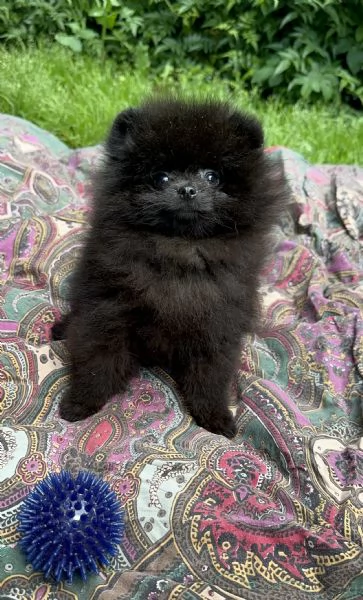 Cuccioli Pomerania spitz nano con pedigree ENCI | Foto 0