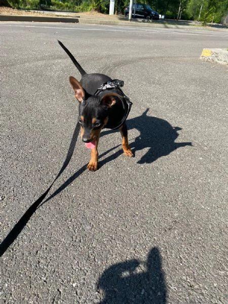 Meraviglioso Pinscher nano