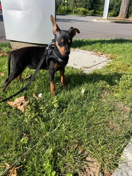 Meraviglioso Pinscher nano | Foto 2