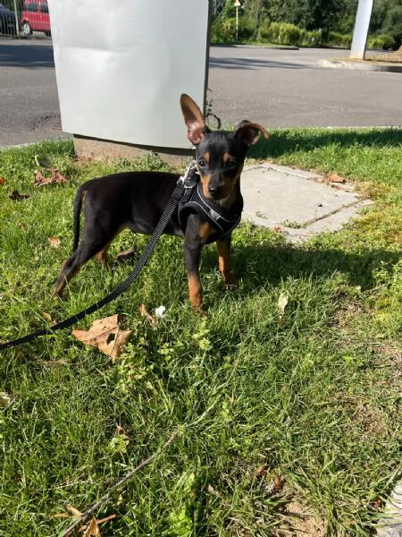 Meraviglioso Pinscher nano