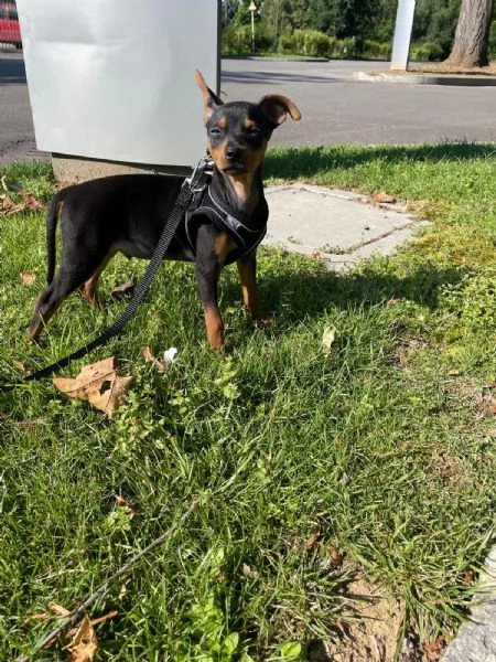 Meraviglioso Pinscher nano | Foto 0