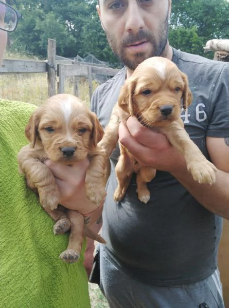 Cuccioli di Lagotto RomagnoloPincher e Cocker Breton 