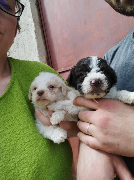 Cuccioli di Lagotto RomagnoloPincher e Cocker Breton  | Foto 1