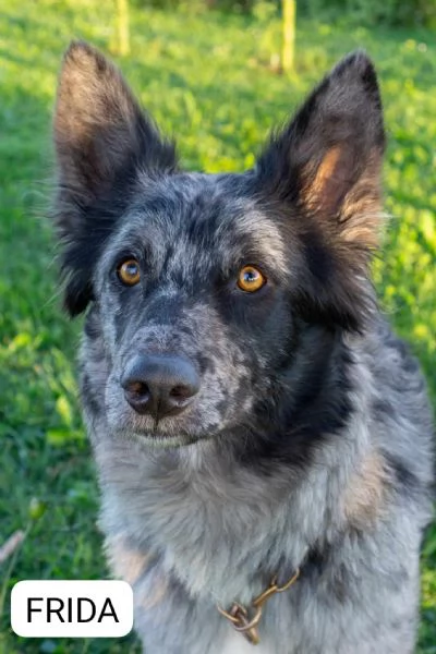 CUCCIOLI PASTORE LESSINIA E LAGORAI con pedigree | Foto 4