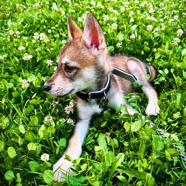 Cucciolo cane lupo cecoslovacco 