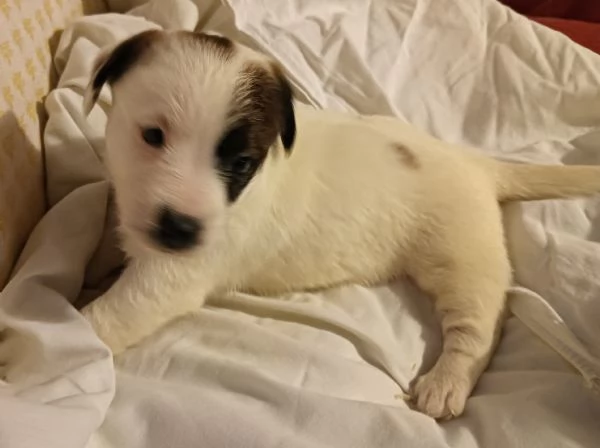 cuccioli Jack Russell Terrier 