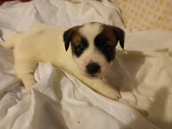 cuccioli Jack Russell Terrier  | Foto 1