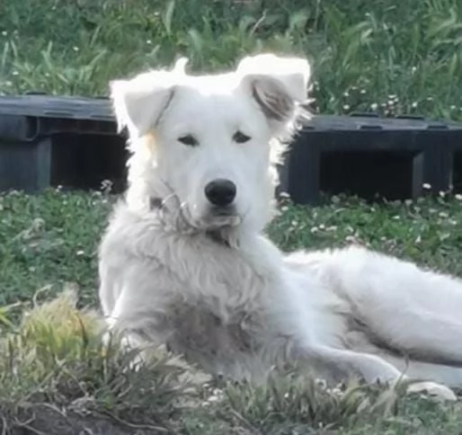 Cucciolo mix maremmano a Roma | Foto 3