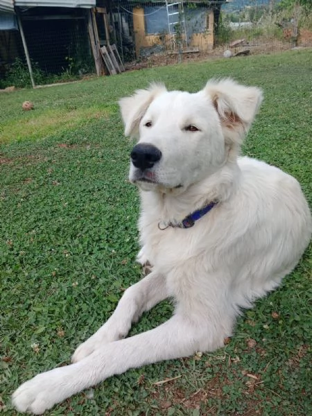 Cucciolo mix maremmano a Roma