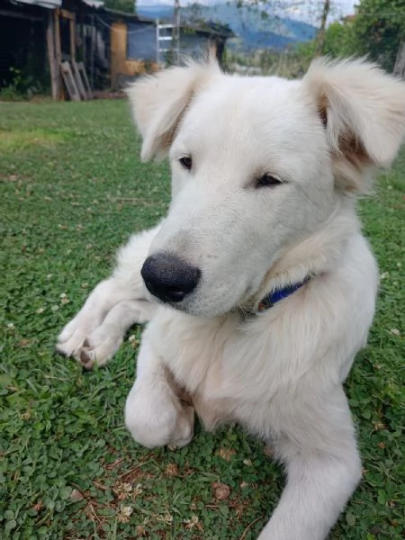 Cucciolo mix maremmano a Roma | Foto 2