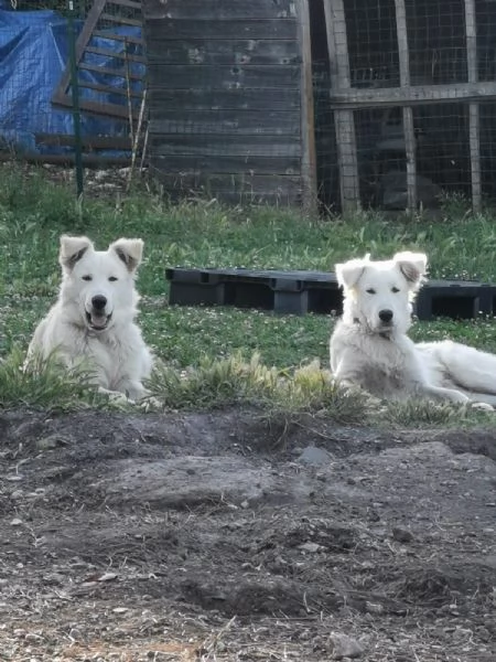 Cucciolo mix maremmano a Roma | Foto 1