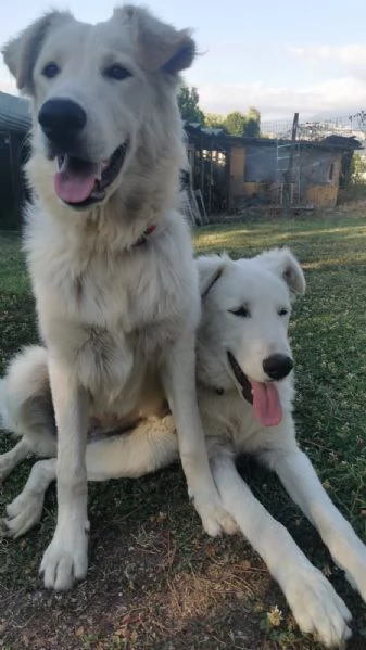 Cucciolo mix maremmano a Roma | Foto 0