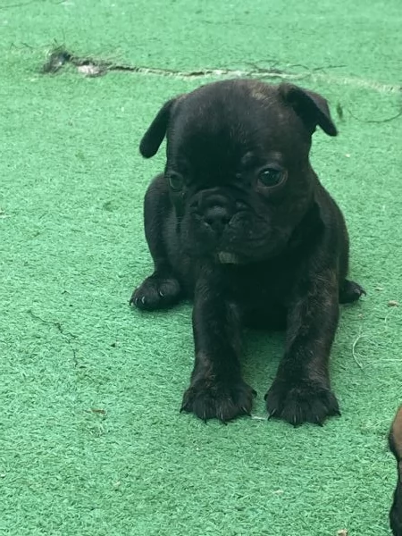 Stupendi cuccioli di Bulldog Francese 