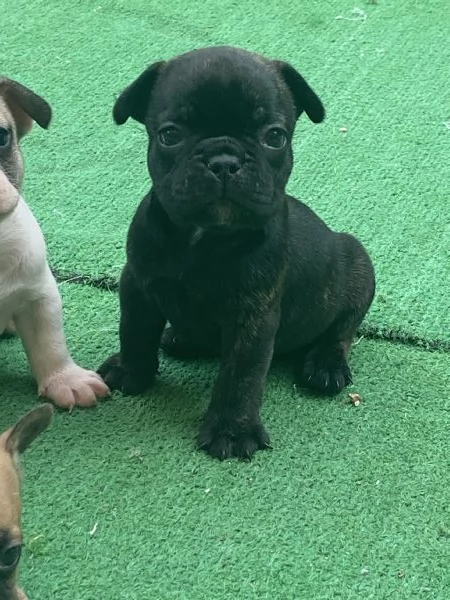 Stupendi cuccioli di Bulldog Francese  | Foto 6