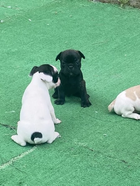 Stupendi cuccioli di Bulldog Francese  | Foto 5