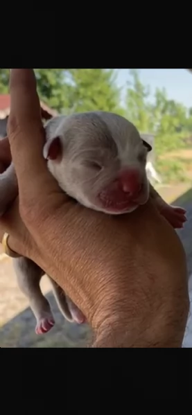 Cuccioli in arrivo 