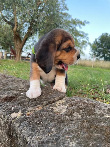 Cuccioli beagle 