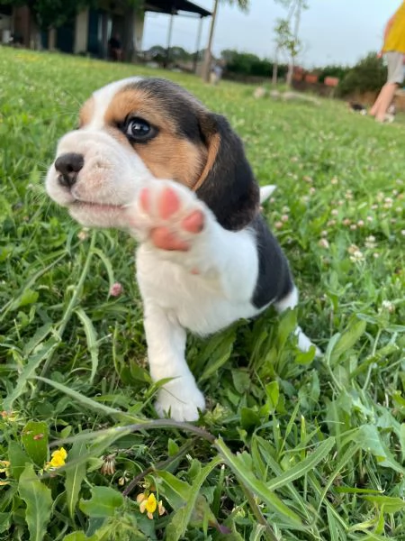 Cuccioli beagle  | Foto 1