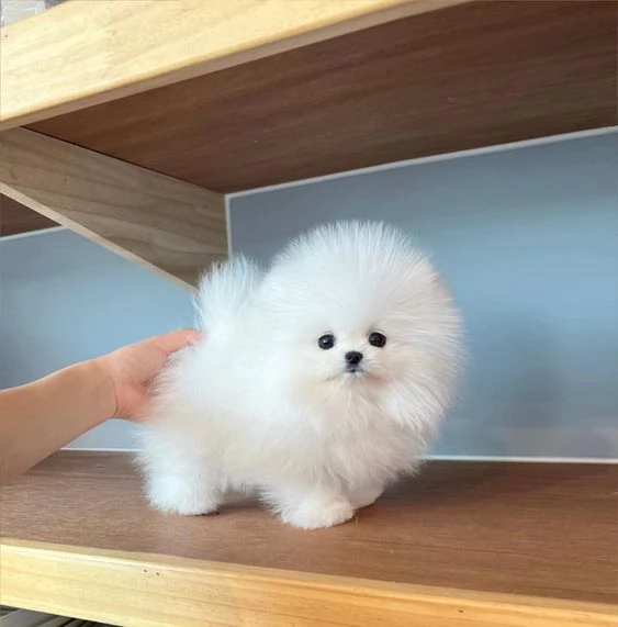 simpaticissimi cuccioli di pomerania disponibili per adozione